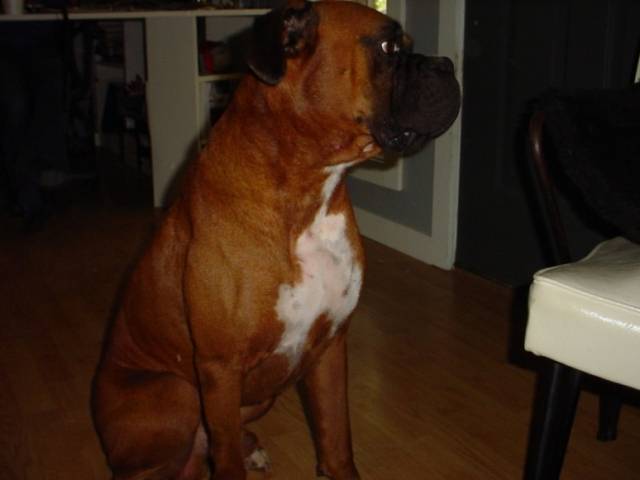 Bud on 2012 dog day 002.jpg