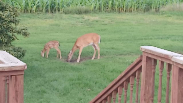 Deer 1.jpg