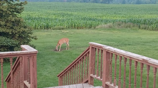 Deer 2.jpg