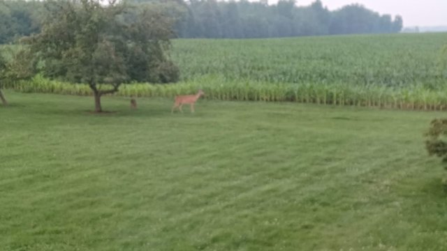 Deer 3.jpg