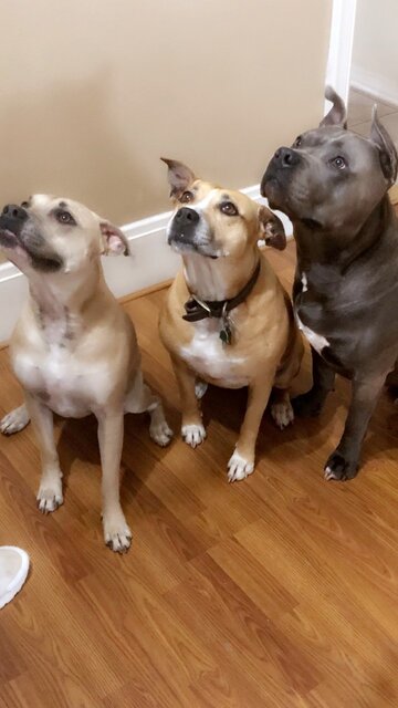 dogs.jpg