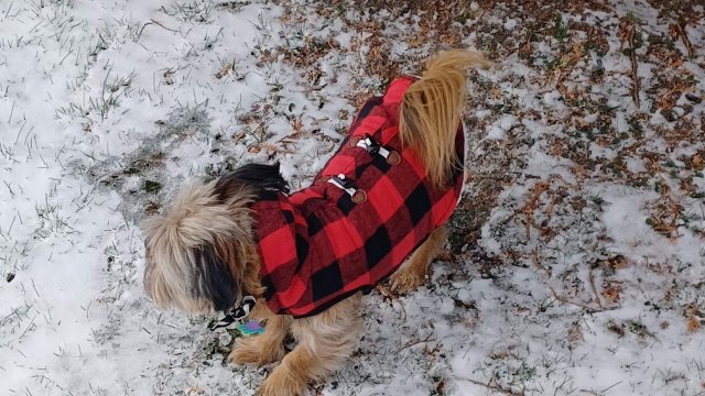 Gizmo Coat2.jpg