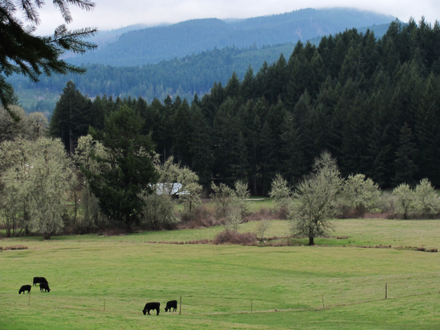 mohawk-valley-photo-tree-farm-road-lane-county-oregon.jpg