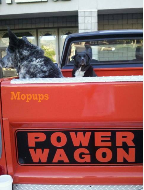 Mopups.jpg