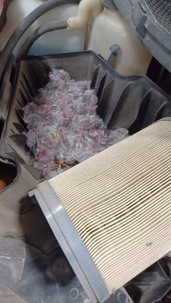 Mouse nest.jpg