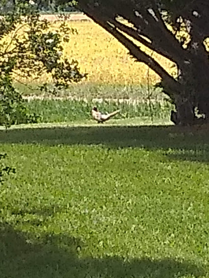 rooster.jpg