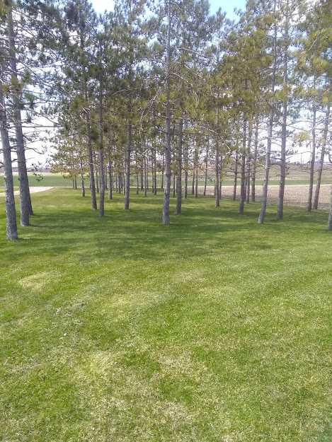 trees.jpg